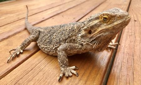 Brown Bearded Dragon