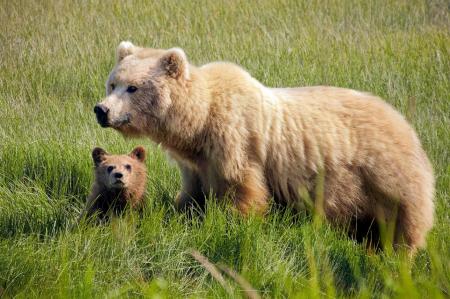 Brown Bears