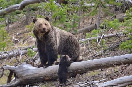 Brown Bears