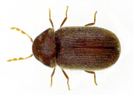 Brown Beetle