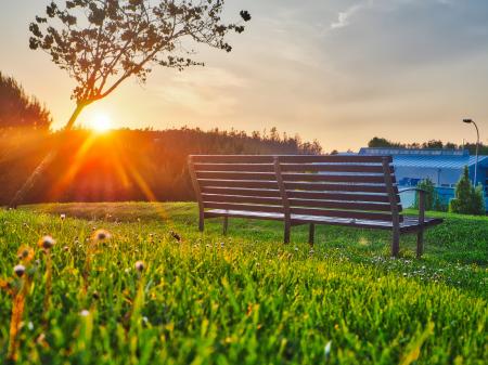 Brown Bench on Green Grass
