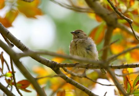 Brown Bird Clinging in the Tree