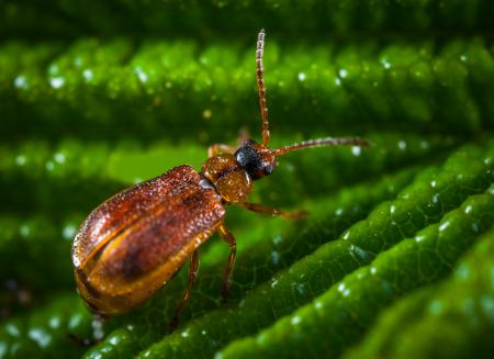 Brown Blister Beetle