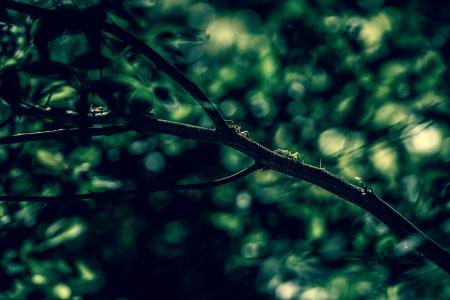 Brown Branch With Green Leaves