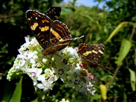 Brown Butterflies