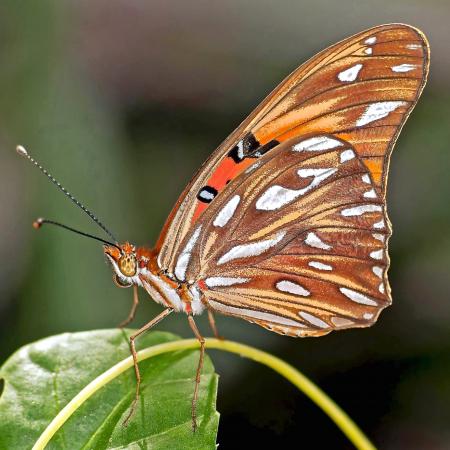 Brown Butterfly