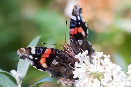 Brown Butterfly on White Flower