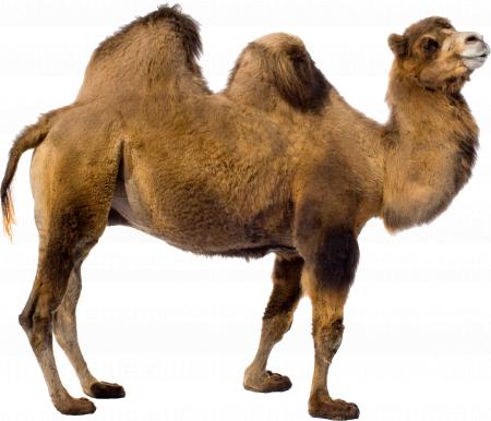 Brown Camel