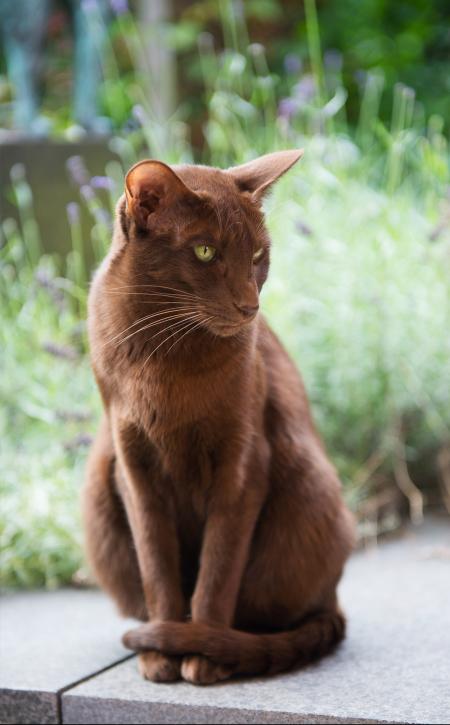 Brown Cat