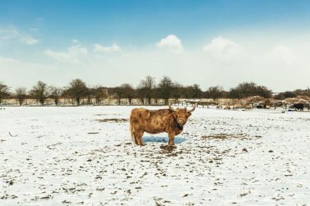 Brown Cattle on White Snow