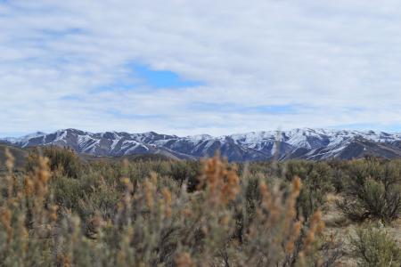 Brown Clustered Flowers Overlooking Mountain Under Cloudy Sky