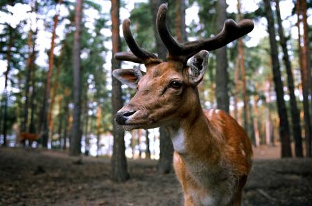 Brown Deer Near Trees