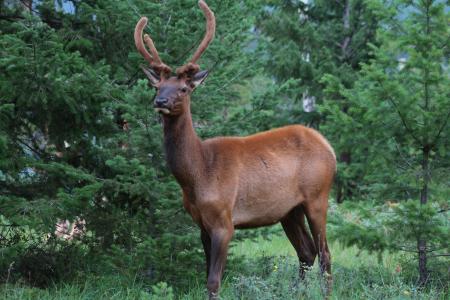 Brown Deer on Green Grass Field during Daytime