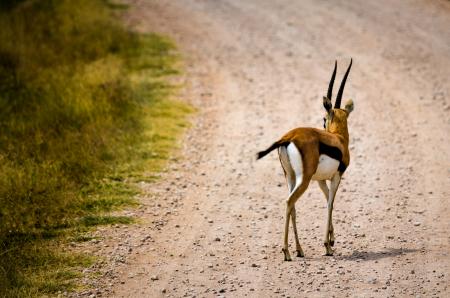 Brown Deer on Pathway