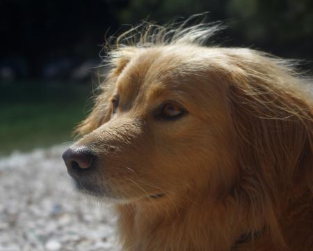 Brown Dog