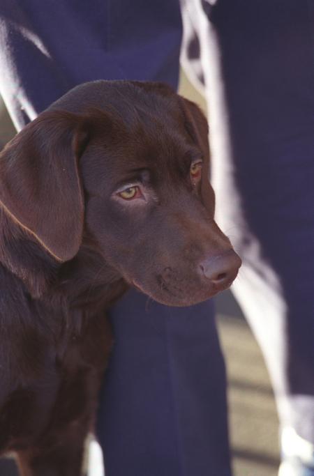 Brown Dog