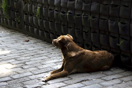 Brown Dog