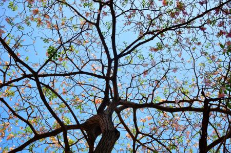 Brown Dress With Brown and Green Leaf Tree