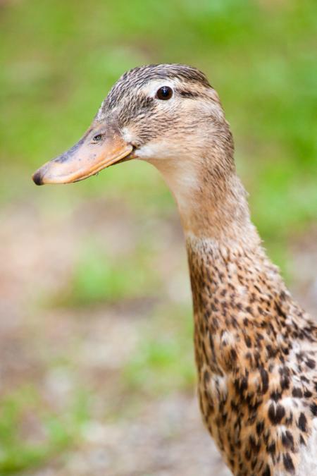 Brown Duck