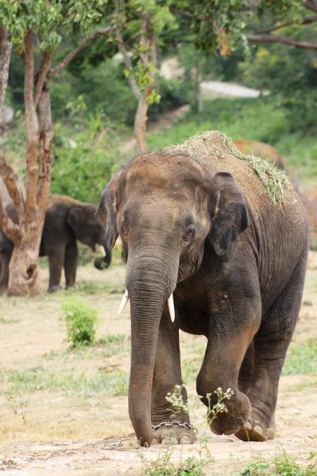 Brown Elephant on Ground