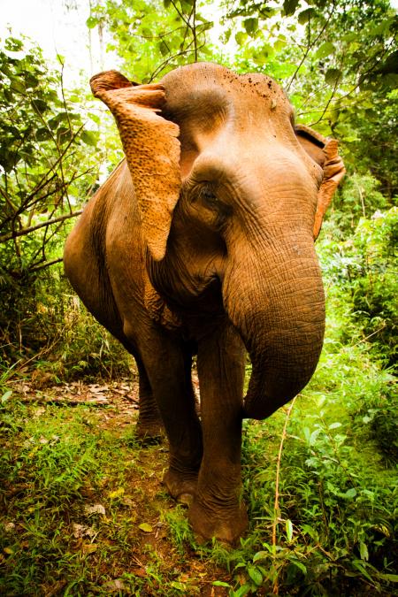 Brown Elephant Stands Between Green Trees and Plants Under White Sky