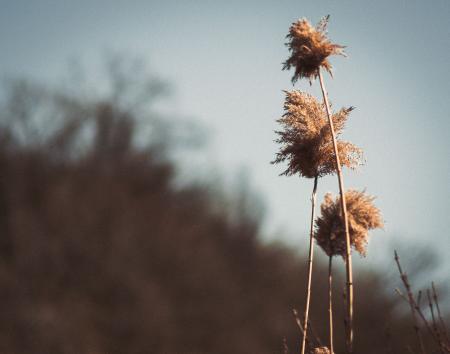 Brown Flowers Under Cloudy Weather