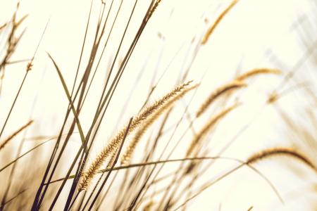 Brown Fountain Grass Closeup Photography