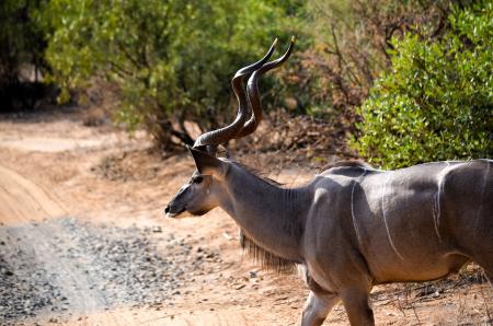 Brown Gazelle