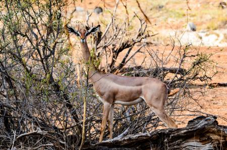 Brown Gazelle