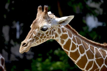 Brown Giraffe during Daytime