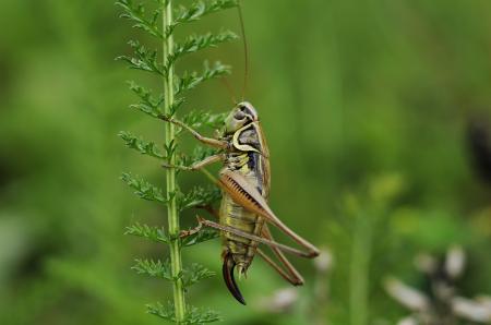 Brown Grass Hopper on Green Plant