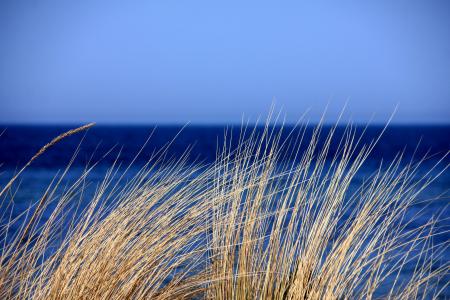 Brown Grass Near Calm Water