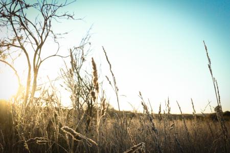 Brown Grass Under the Sun and Blue Sky