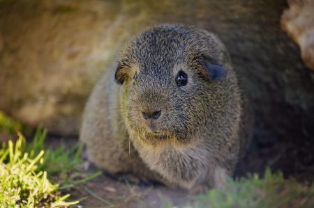 Brown Guinea