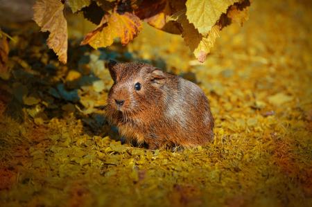 Brown Guinea