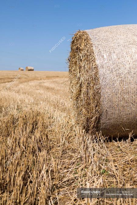 Brown Hay Rolls