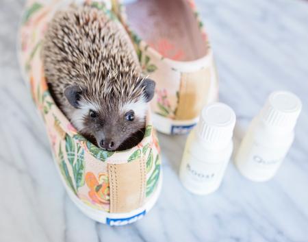 Brown Hedgehog in Brown-and-green Keds Low-top Sneakers With Bottles