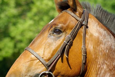 Brown Horse during Daytime