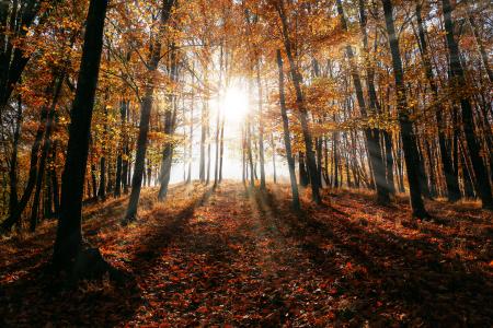 Brown Leaf Trees on Forest