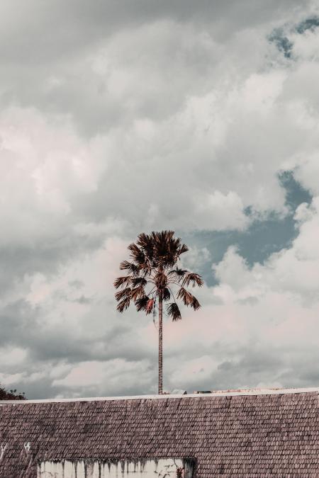 Brown Leafed Tree Under Cloudy Skies