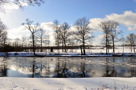 Brown Leafless Tree Along River