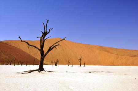 Brown Leafless Tree on Sandy Soil during Daytime