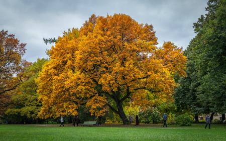 Brown Leaves Tree