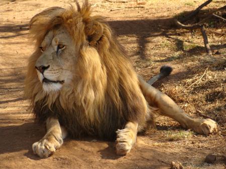 Brown Lion