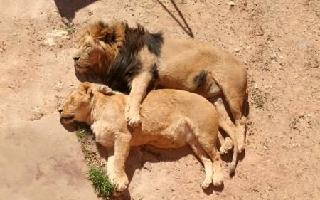 Brown Lioness