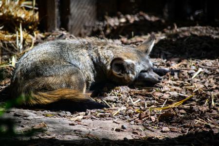 Brown mammal sleeps in the woods during the day