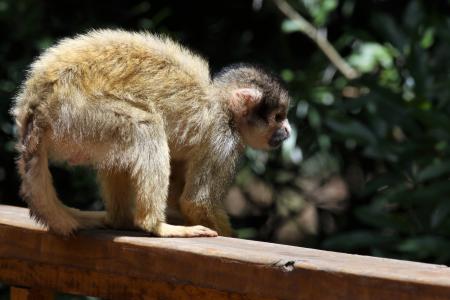 Brown Monkey on Fence