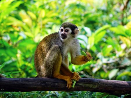 Brown Monkey on Tree Trunk Sitting