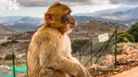 Brown Monkey Sitting on Ground