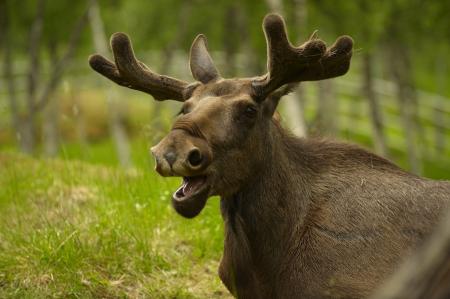 Brown Moose